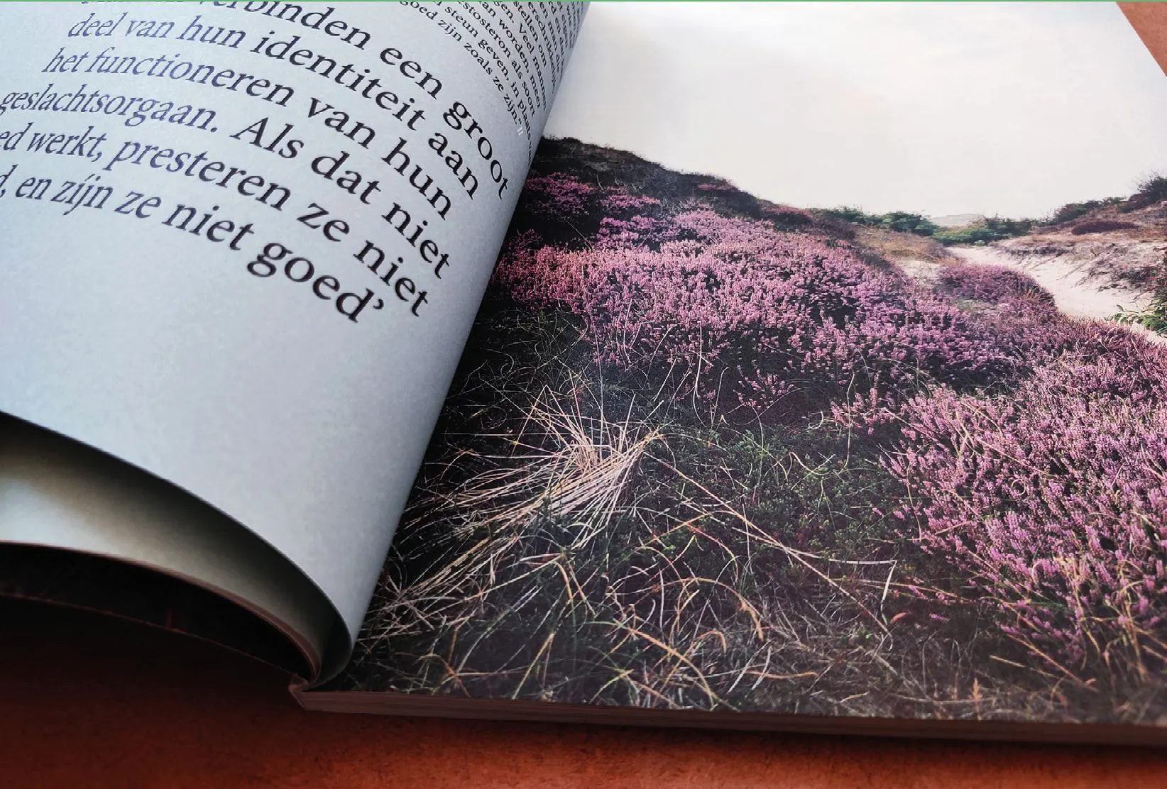 HERMAN open on a page of large serif text beside a photo of purple heather on dunes