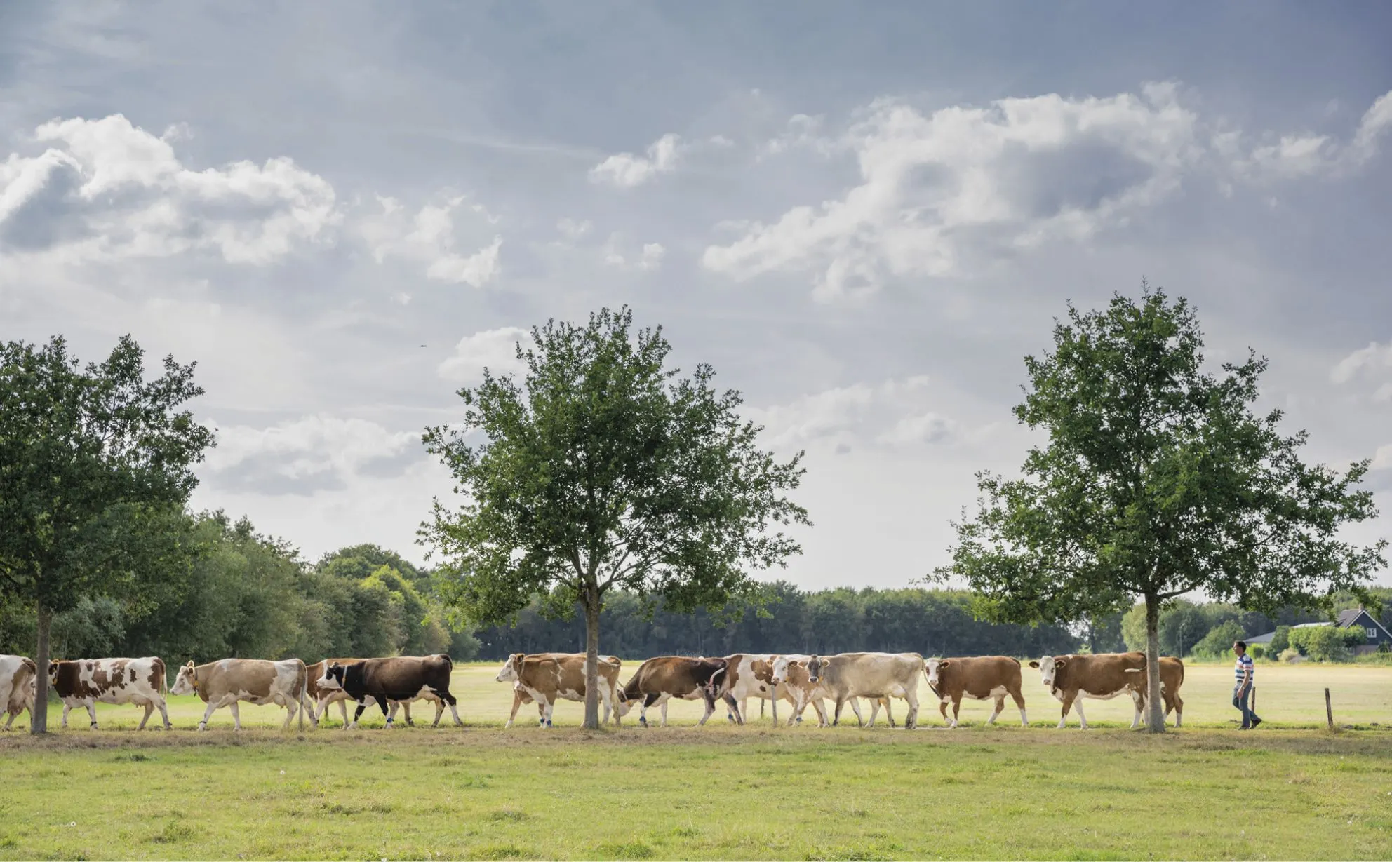 Herd of cows walking along a field edge between trees under a partly cloudy sky