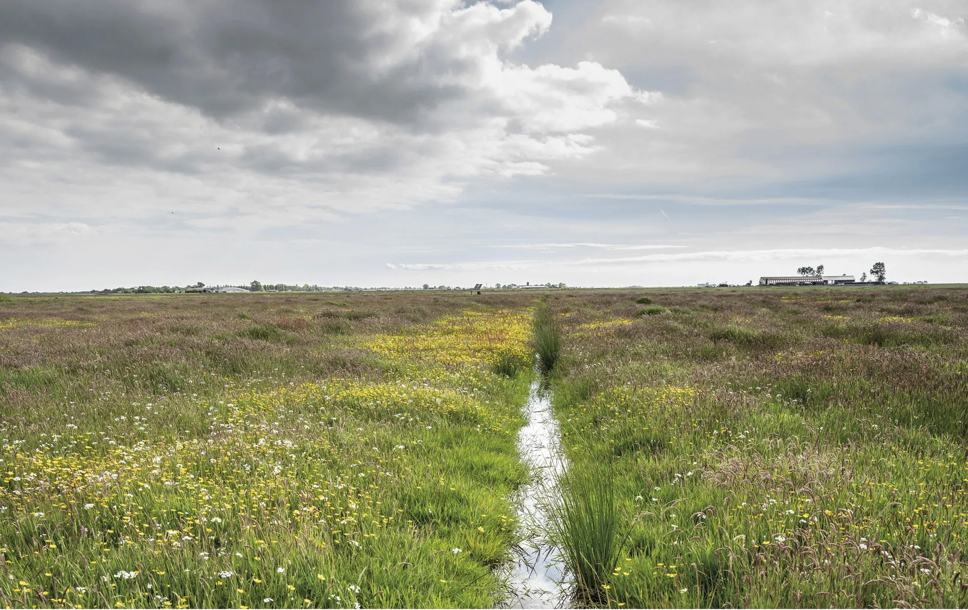 Dutch meadow with a drainage ditch, yellow wildflowers and a cloudy sky
