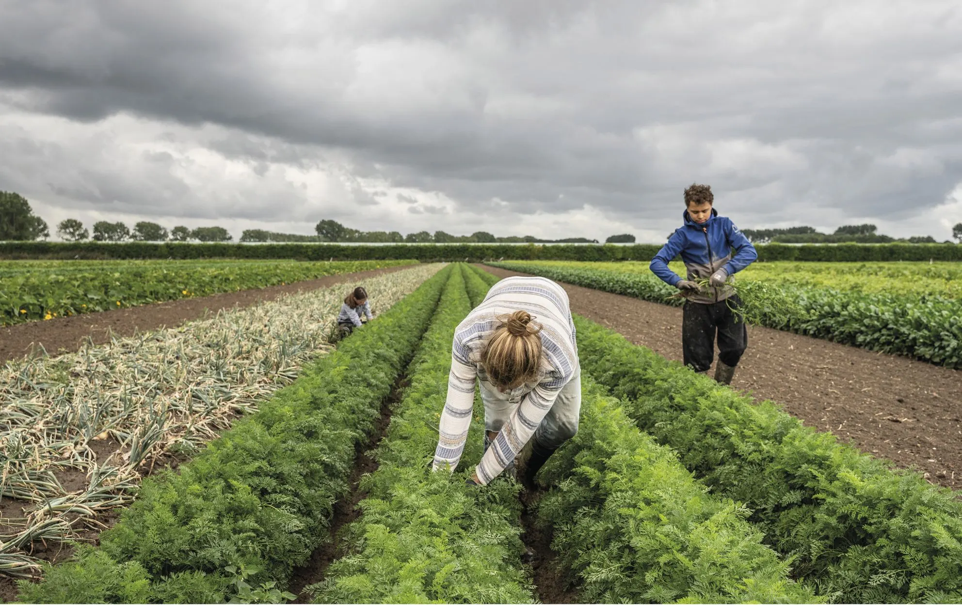 Farm workers harvesting vegetables in long green rows of a field under a cloudy sky