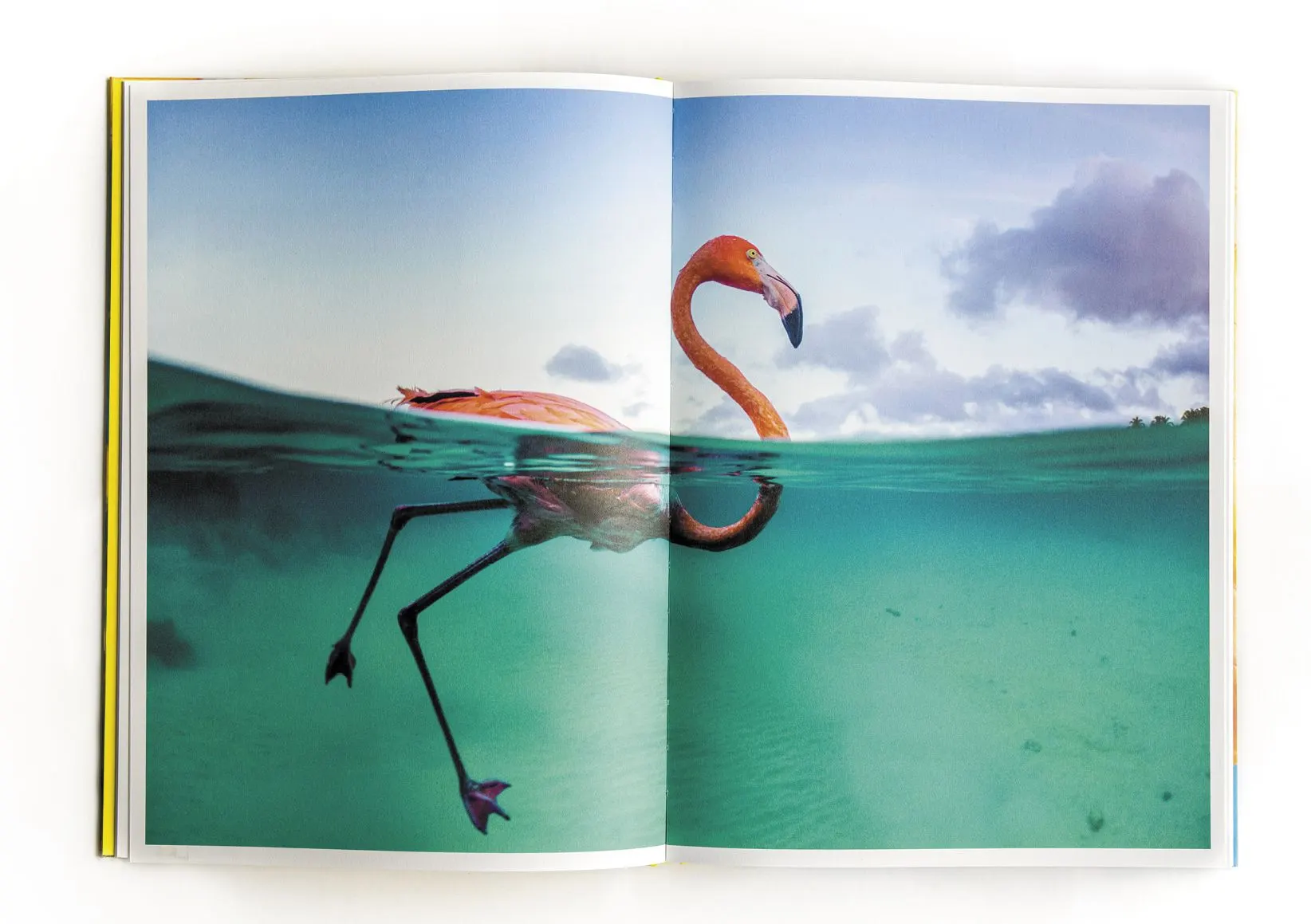 Open book spread of a flamingo wading in turquoise water, photographed half above and half below the surface