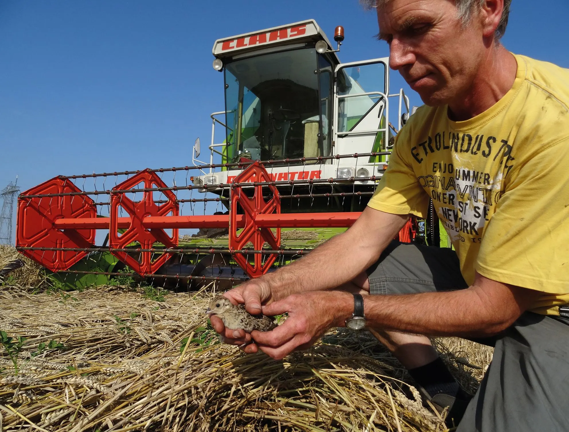Farmer in a yellow T-shirt crouching in front of a red-and-white combine harvester, holding straw and soil in his hands