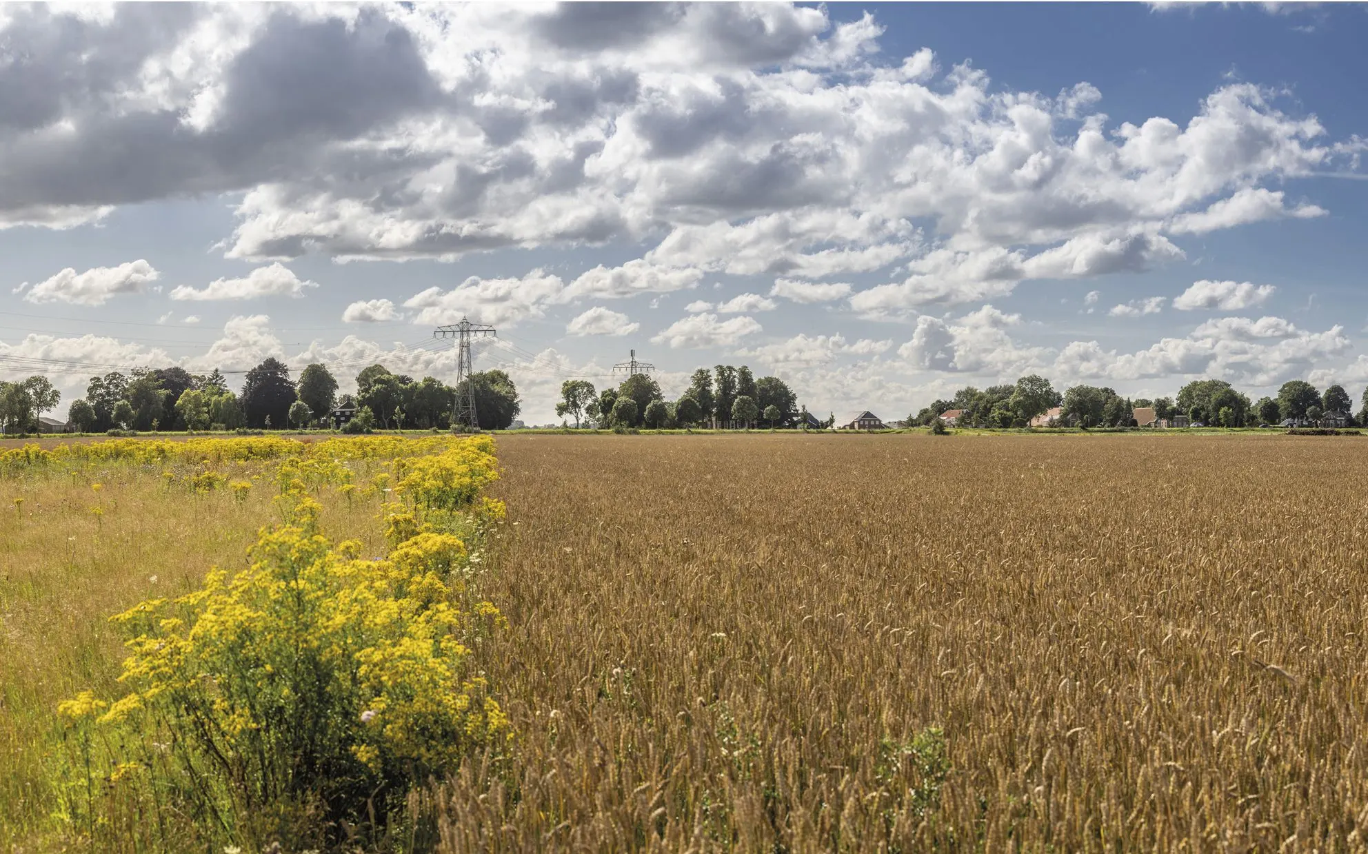 Wheat field with yellow ragwort in the foreground, trees and power lines on the horizon
