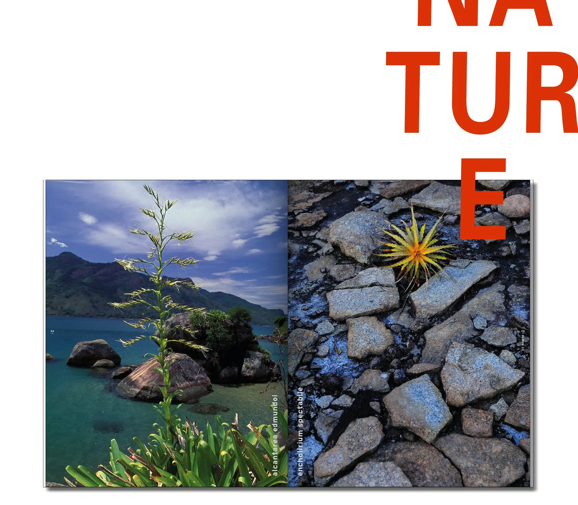 Magazine spread of a lake shore with a plant beside a rocky close-up, with large red letters NATURE