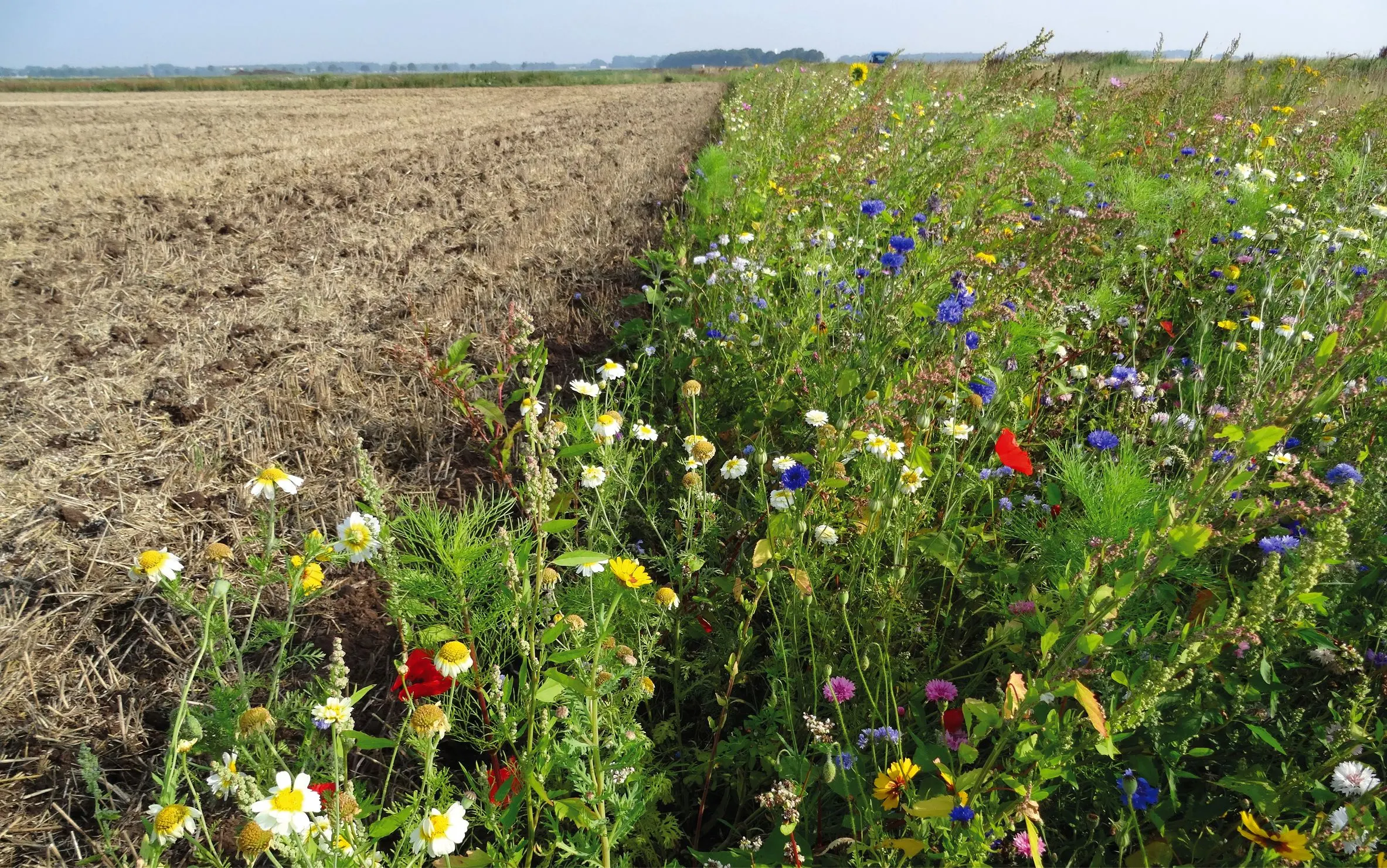 Field edge where a strip of wildflowers meets ploughed arable land